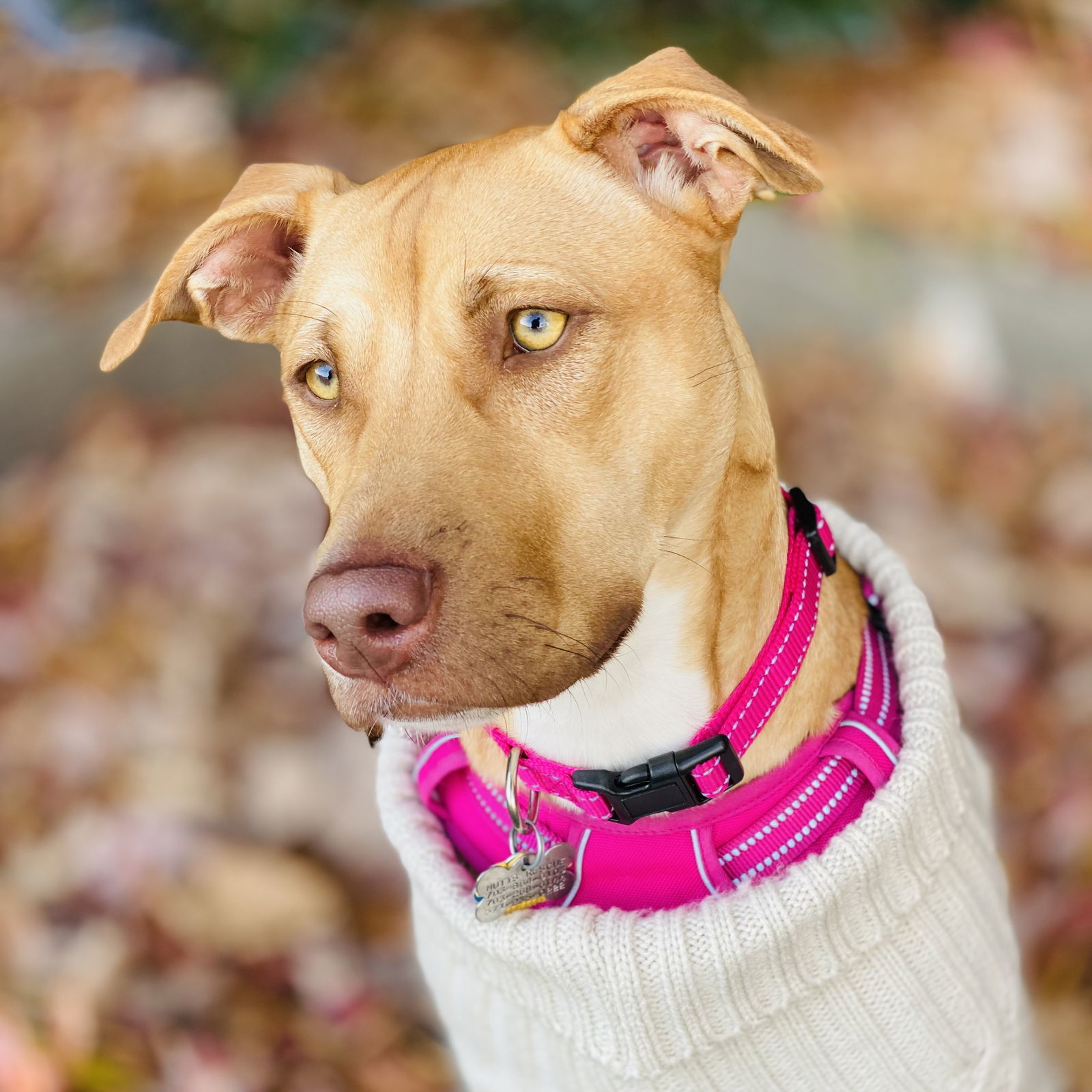 Marigold *Adoption Pending*, an adoptable Pit Bull Terrier in Fairfax, VA, 22038 | Photo Image 1