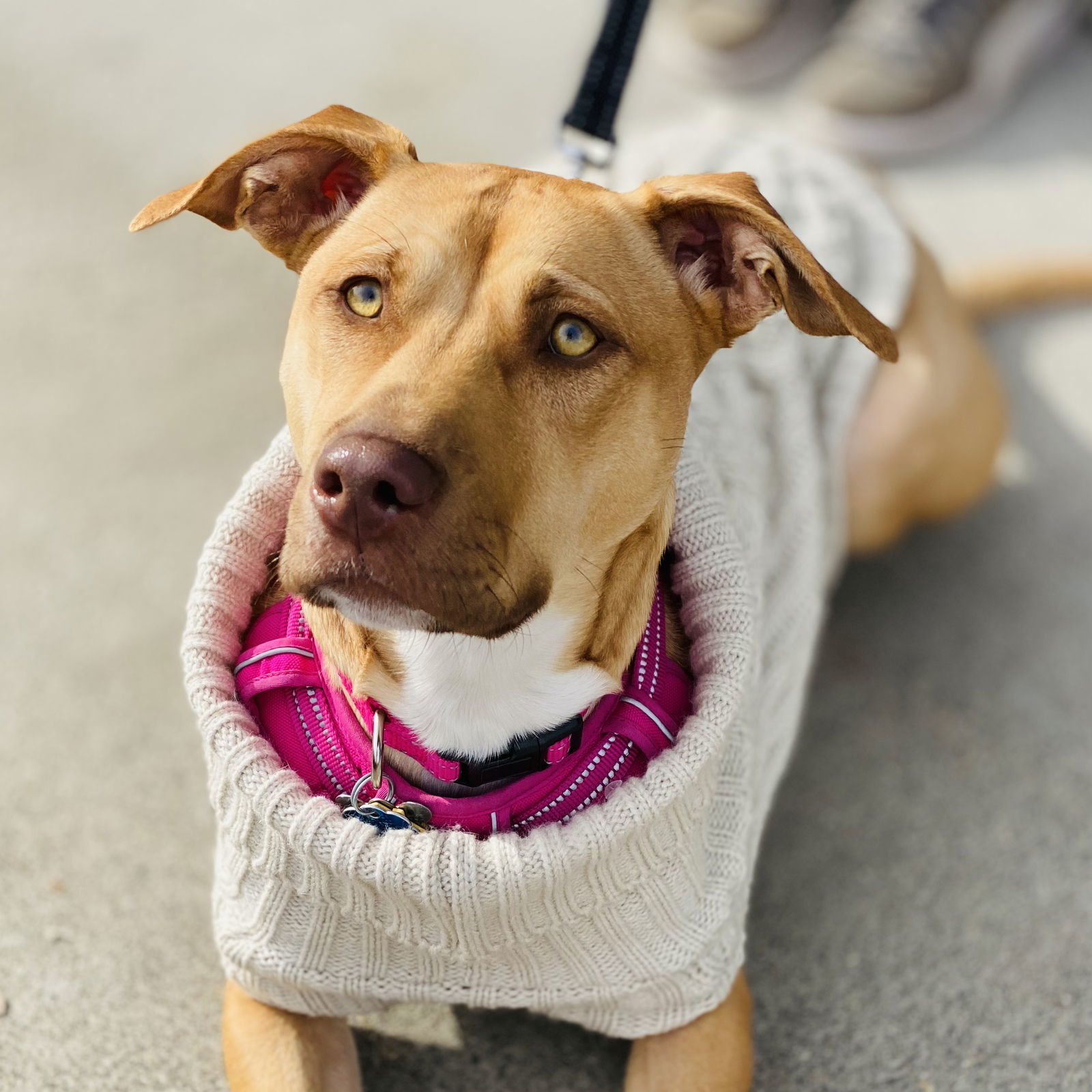 Marigold *Adopt*, an adoptable Pit Bull Terrier in Fairfax, VA, 22038 | Photo Image 2