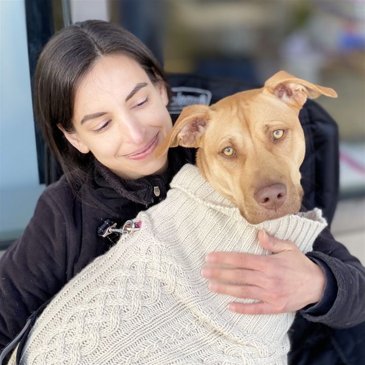 Marigold *Adopt*, an adoptable Pit Bull Terrier Mix in Fairfax, VA_image-3