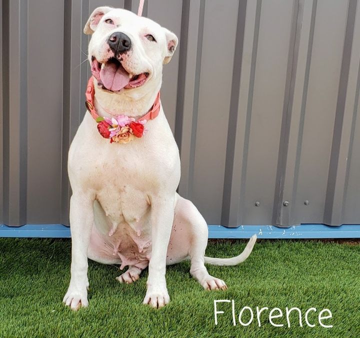 Dog For Adoption Florence A Pit Bull Terrier Staffordshire Bull Terrier Mix In Oregon City Or Petfinder