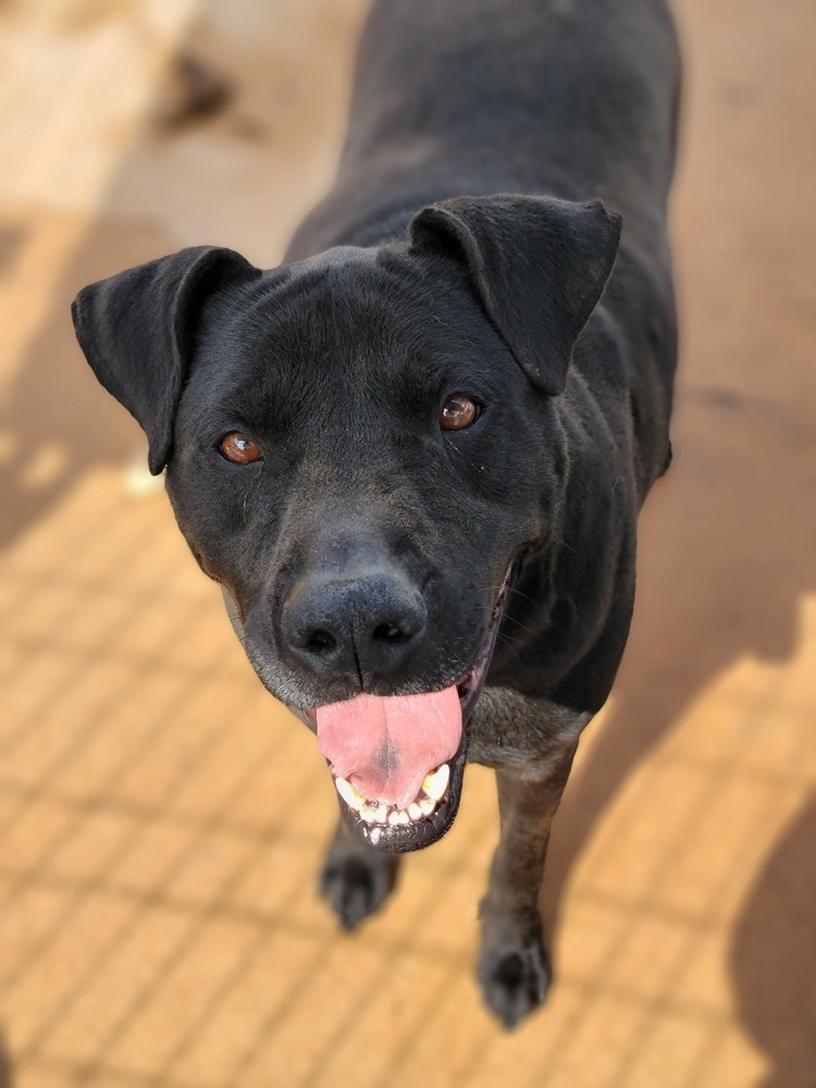 Jackson, an adoptable Labrador Retriever, Shar-Pei in Crosbyton, TX, 79322 | Photo Image 1