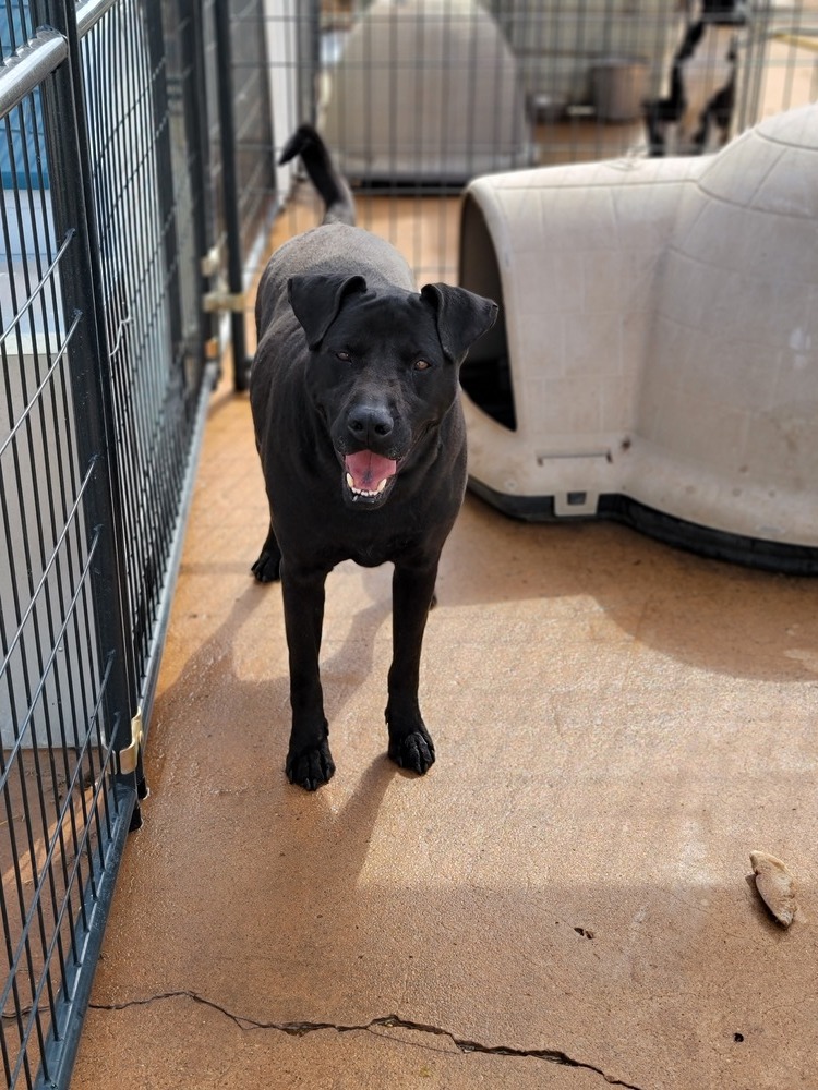 Jackson, an adoptable Labrador Retriever, Shar-Pei in Crosbyton, TX, 79322 | Photo Image 2