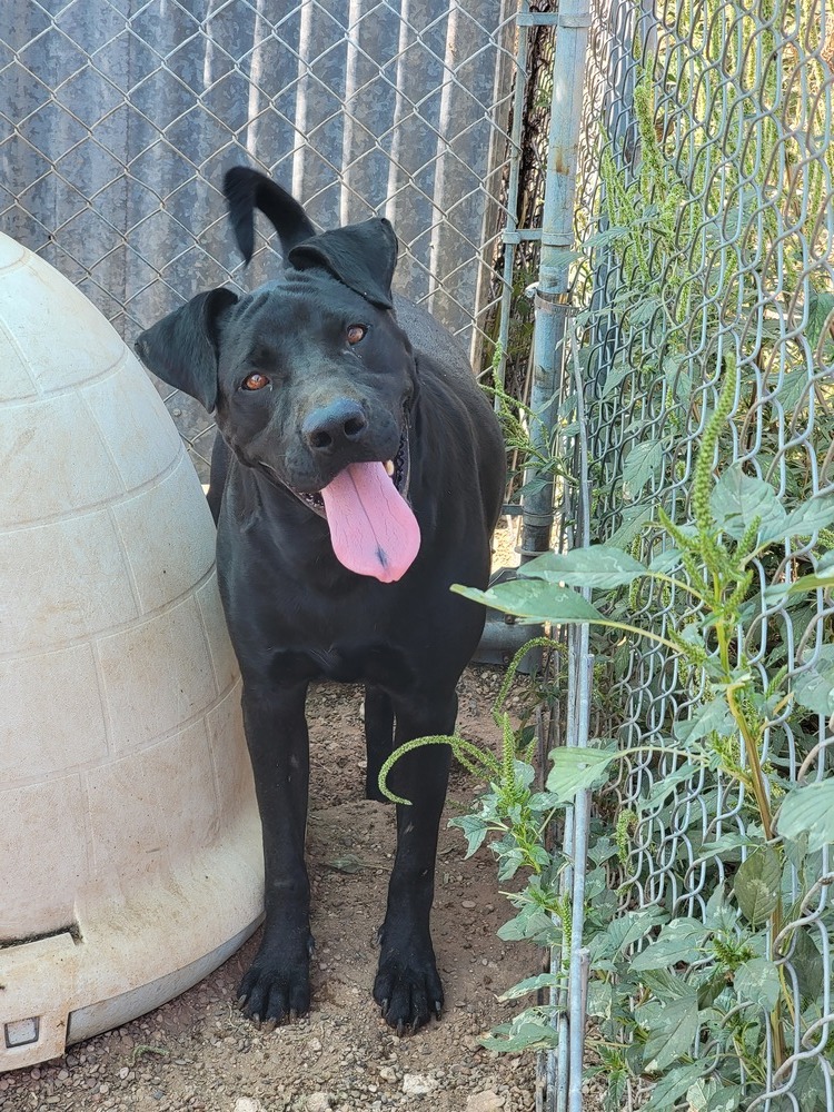 Jackson, an adoptable Labrador Retriever, Shar-Pei in Crosbyton, TX, 79322 | Photo Image 3