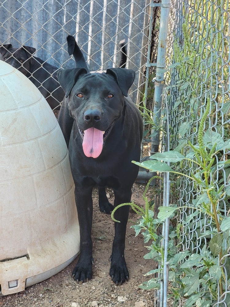 Jackson, an adoptable Labrador Retriever, Shar-Pei in Crosbyton, TX, 79322 | Photo Image 4