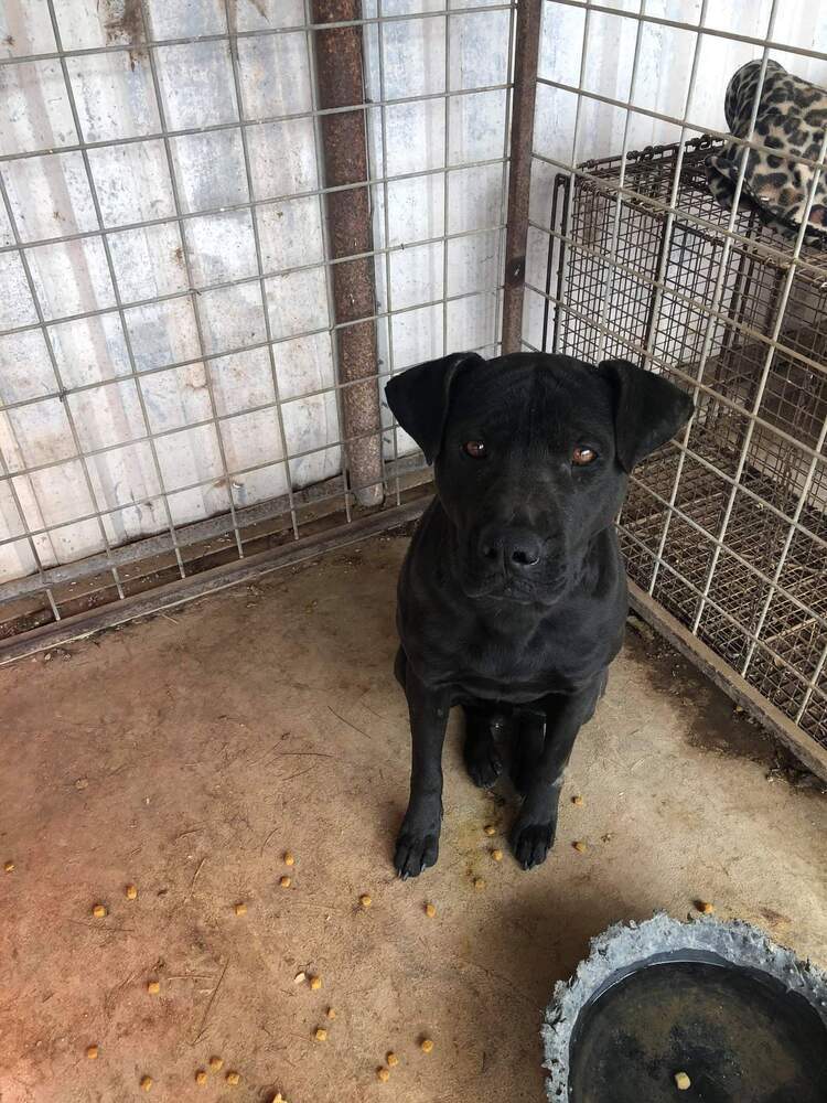 Jackson, an adoptable Labrador Retriever, Shar-Pei in Crosbyton, TX, 79322 | Photo Image 5