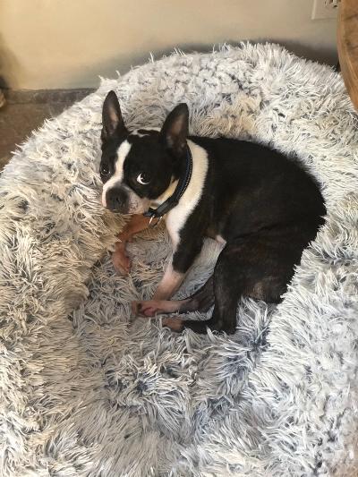 Spunky, an adoptable Boston Terrier in New Wilmington, PA, 16142 | Photo Image 2