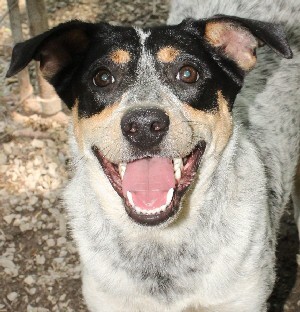 Nia, an adoptable Australian Cattle Dog / Blue Heeler in Savannah, MO, 64485 | Photo Image 1