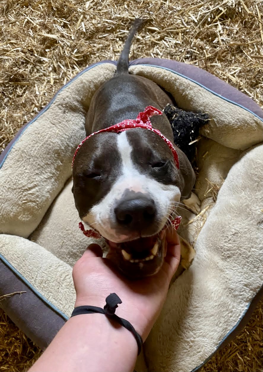 Lilly, an adoptable Staffordshire Bull Terrier in Georgetown, TN, 37336 | Photo Image 2