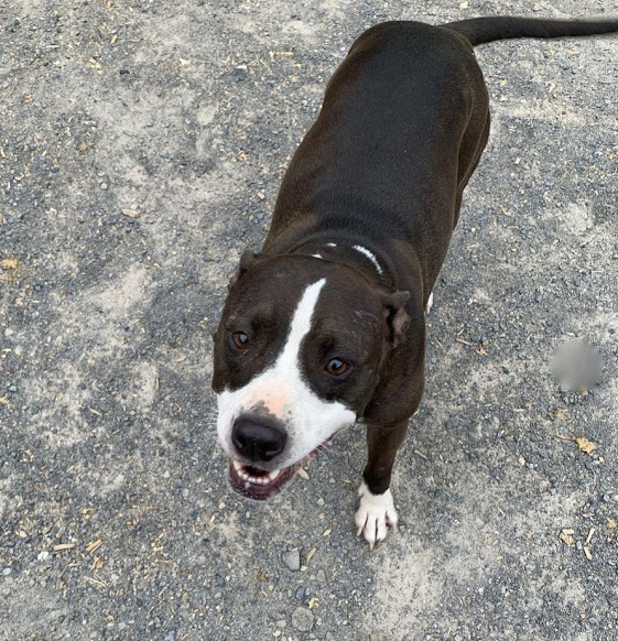 Lilly, an adoptable Staffordshire Bull Terrier in Georgetown, TN, 37336 | Photo Image 4