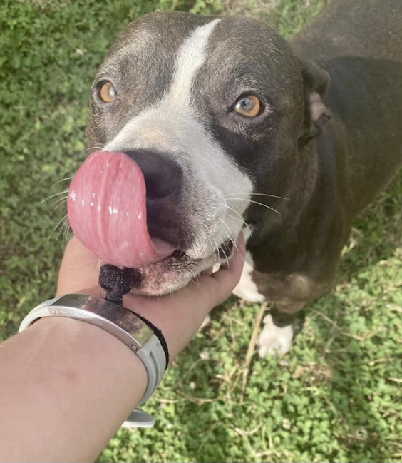 Lilly, an adoptable Staffordshire Bull Terrier in Georgetown, TN, 37336 | Photo Image 5