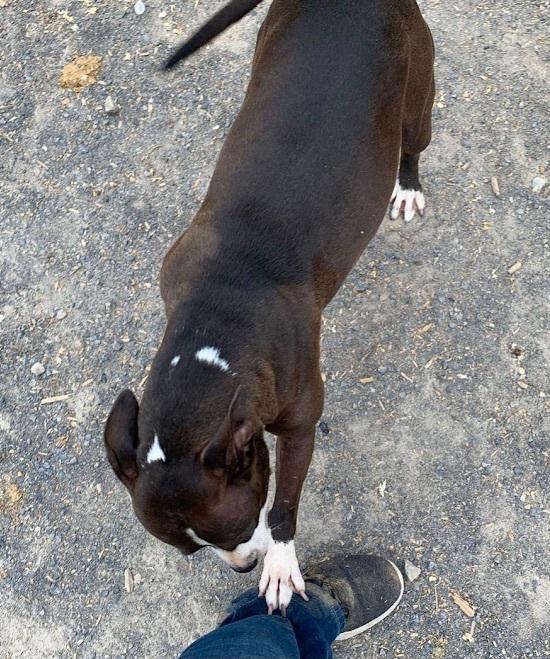 Lilly, an adoptable Staffordshire Bull Terrier in Georgetown, TN, 37336 | Photo Image 6