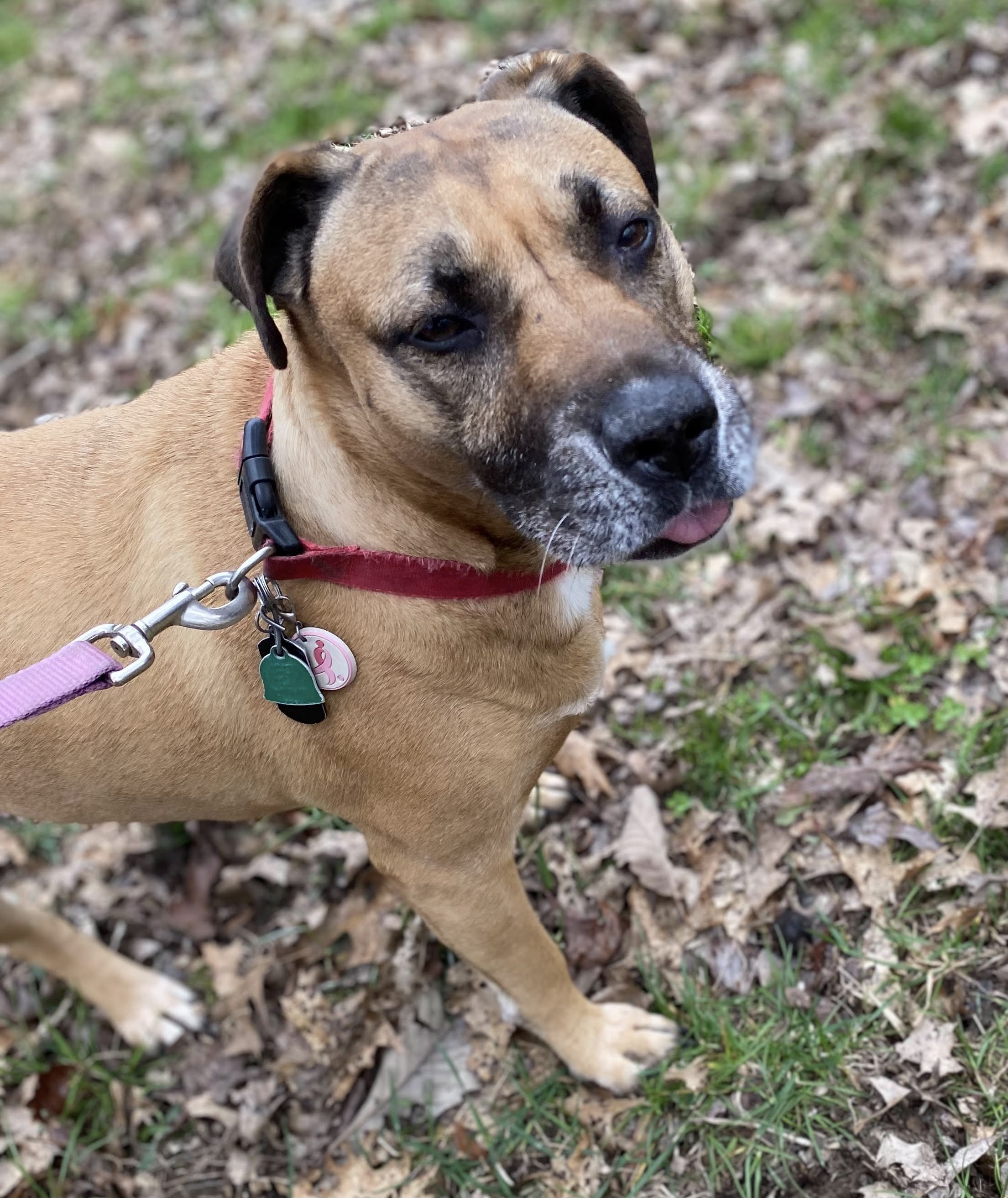 Kallie , an adoptable Boxer, Shar-Pei in Georgetown, TN, 37336 | Photo Image 1