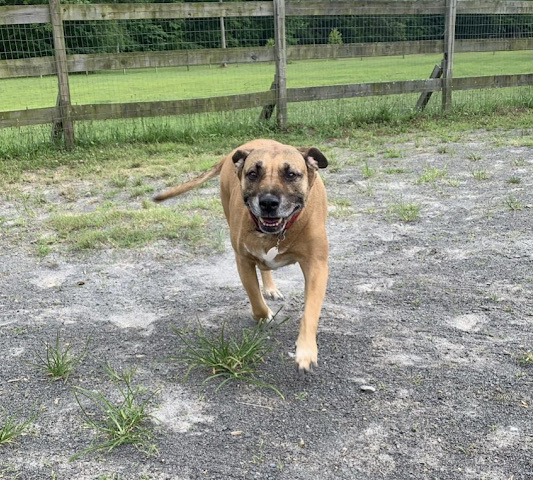 Kallie , an adoptable Boxer, Shar-Pei in Georgetown, TN, 37336 | Photo Image 2
