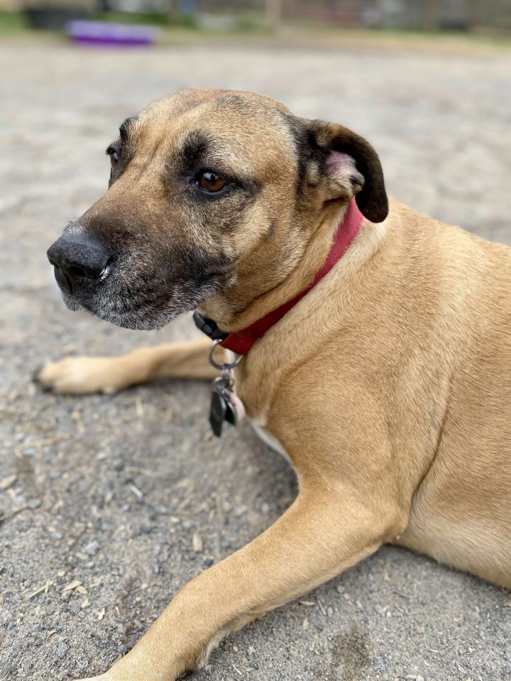 Boxer mixed with shar sales pei