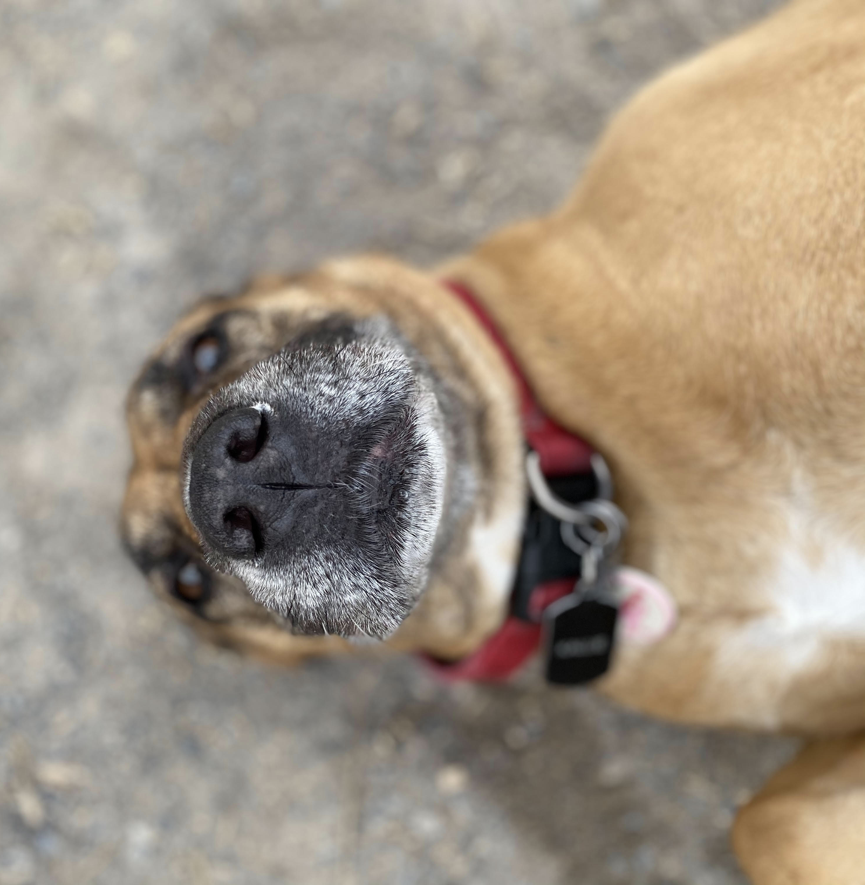 Kallie , an adoptable Boxer, Shar-Pei in Georgetown, TN, 37336 | Photo Image 4