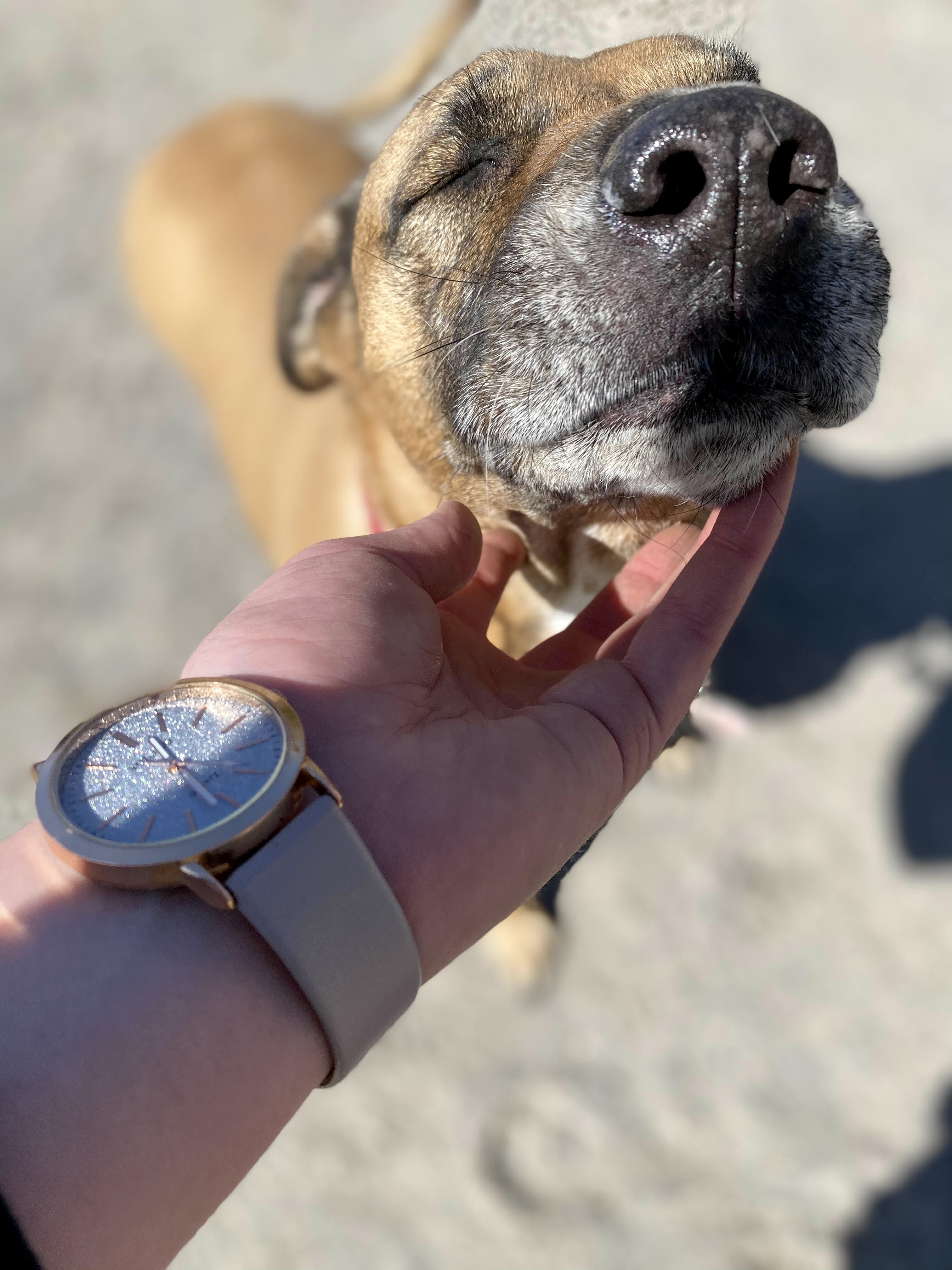 Kallie , an adoptable Boxer, Shar-Pei in Georgetown, TN, 37336 | Photo Image 5