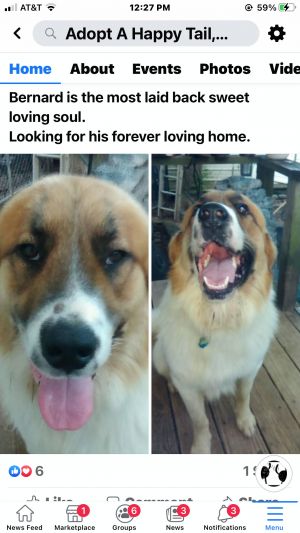 Dog for adoption Bernard a Saint Bernard in Mabank TX Petfinder