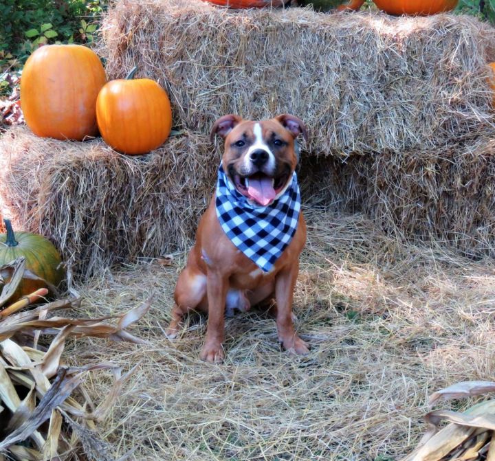 Haze, an adopted Pit Bull Terrier Mix in Lexington, VA_image-4