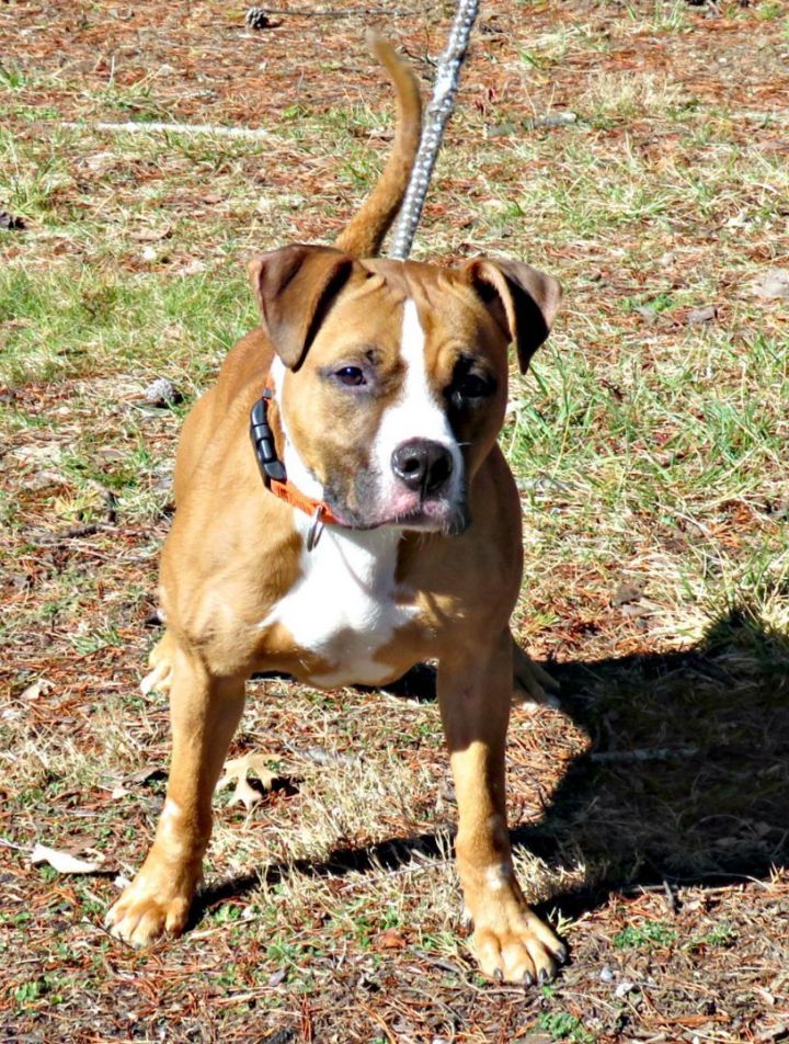 Haze, an adopted Pit Bull Terrier Mix in Lexington, VA_image-1