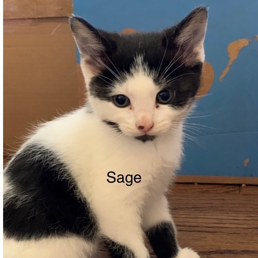 Sage detail page