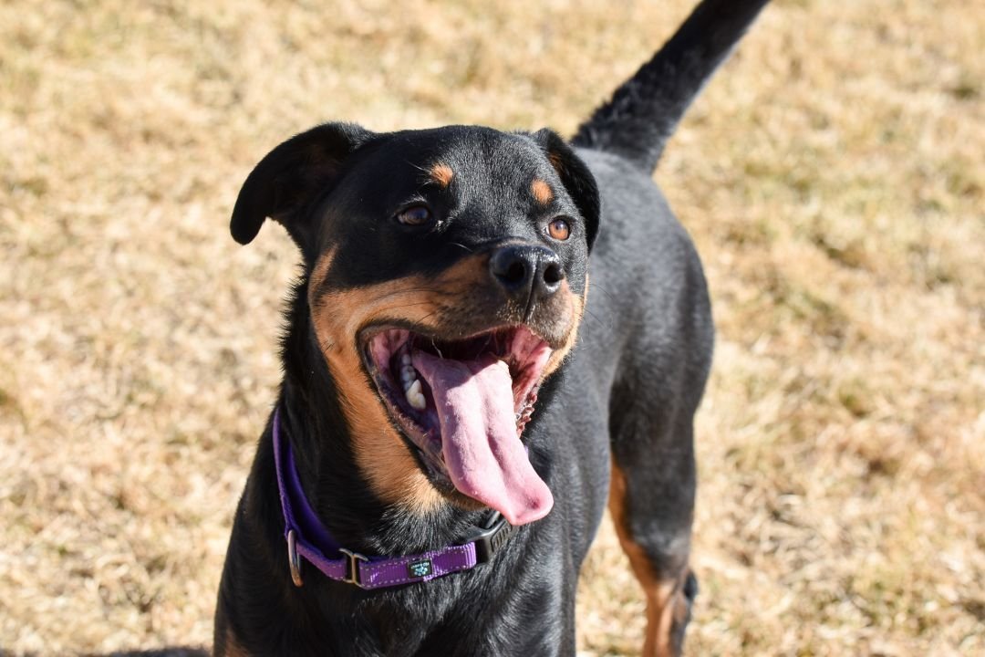 Roxie/Referral, an adoptable Rottweiler in Laurel, MT, 59715 | Photo Image 1
