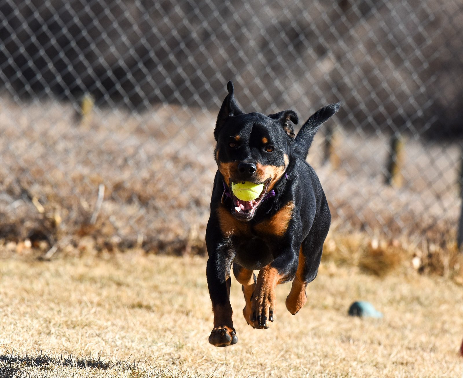 Roxie/Referral, an adoptable Rottweiler in Laurel, MT, 59715 | Photo Image 2