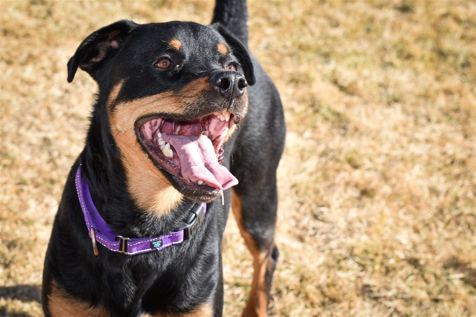 Roxie/Referral, an adoptable Rottweiler in Laurel, MT, 59715 | Photo Image 3
