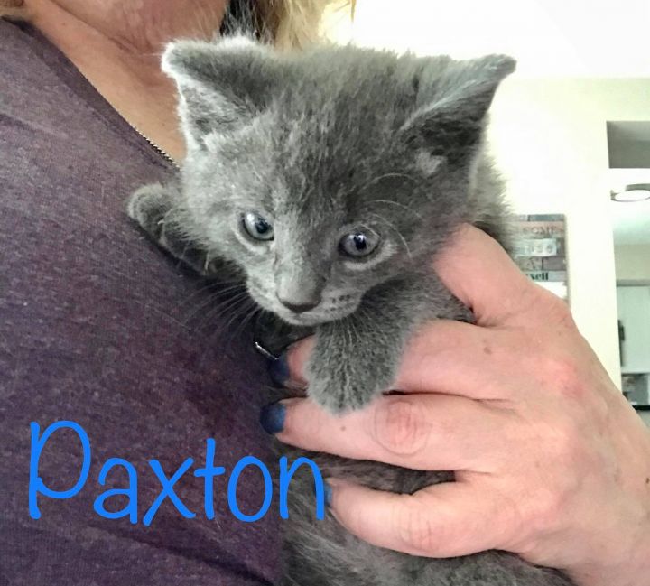 Paxton, an adopted Russian Blue in Shelby Township, MI_image-1