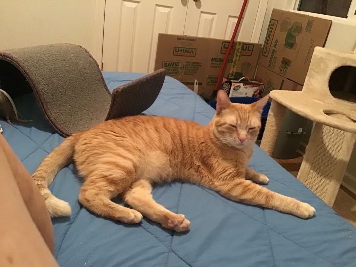 Cat for adoption Ginger, a Domestic Short Hair & Tabby Mix in Elk