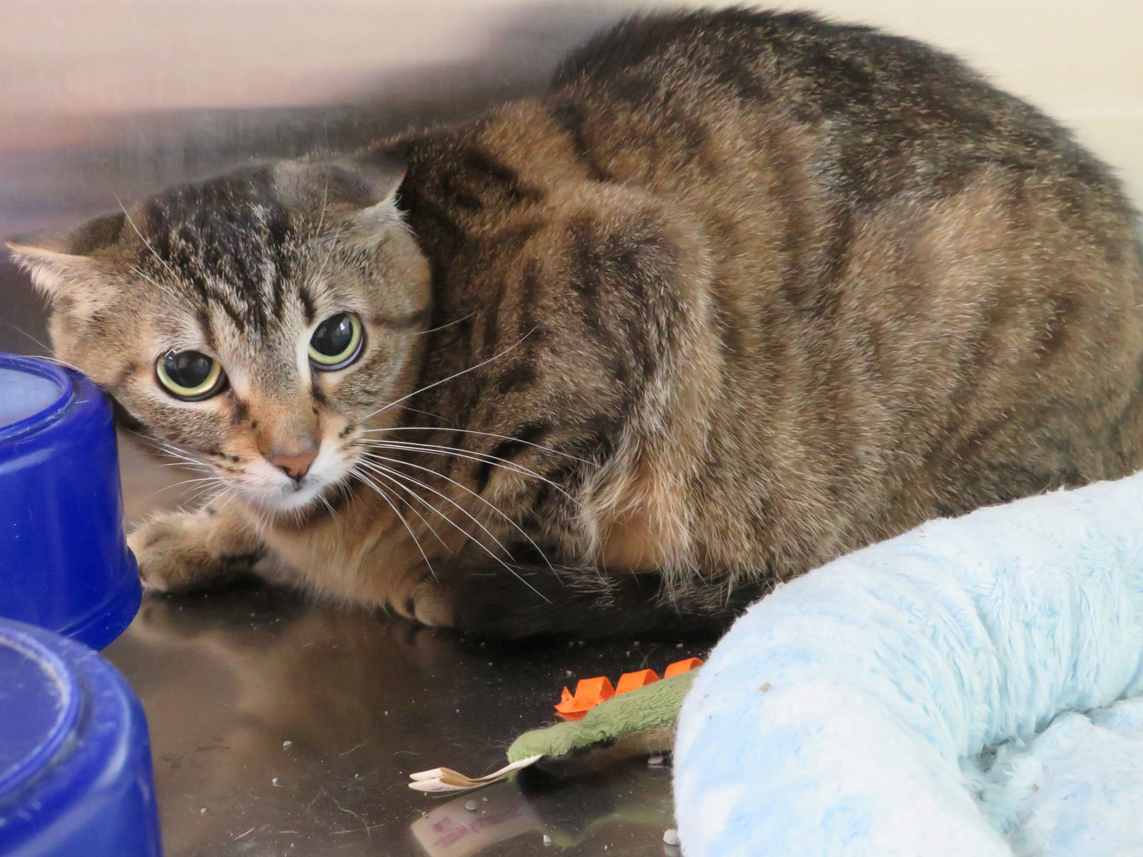 Sabrina, an adoptable Tiger in Austin, MN, 55912 | Photo Image 1