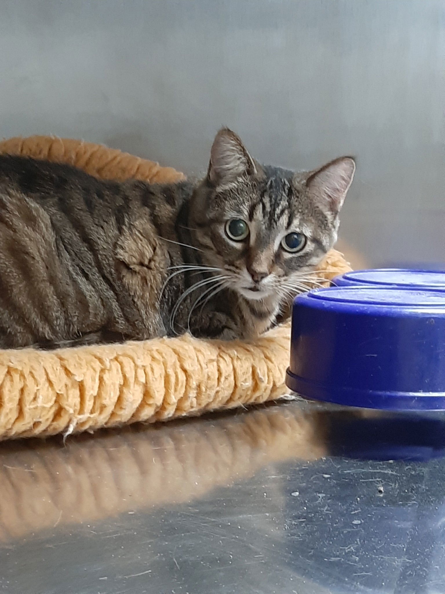 Sabrina, an adoptable Tiger in Austin, MN, 55912 | Photo Image 1