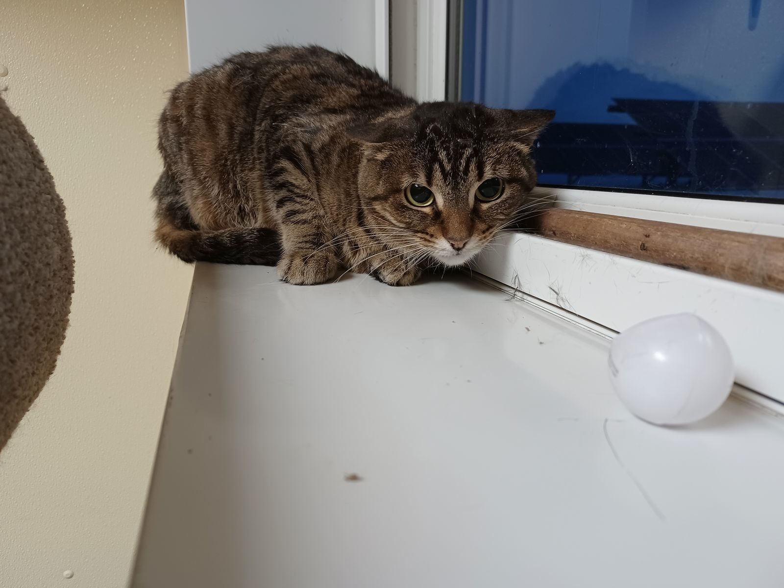 Sabrina, an adoptable Tiger in Austin, MN, 55912 | Photo Image 3