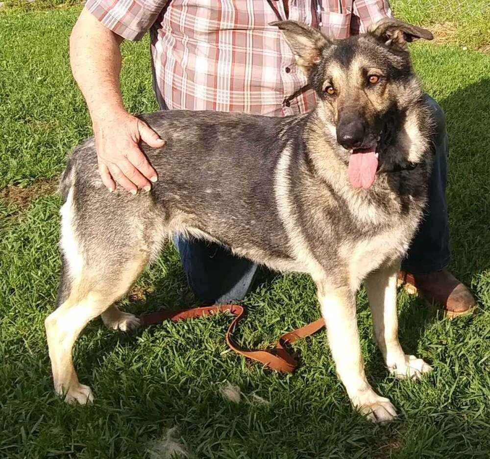 Misty, an adoptable German Shepherd Dog in Scott, LA, 70583 | Photo Image 1