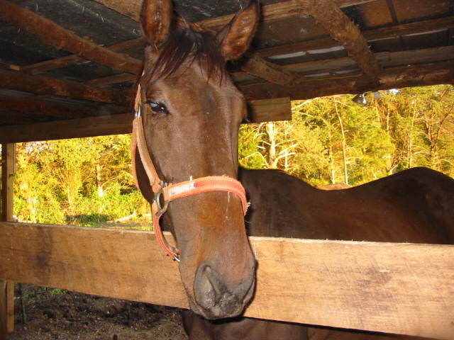 Horse for adoption - Dakota - Blind Companion Only, a Thoroughbred in