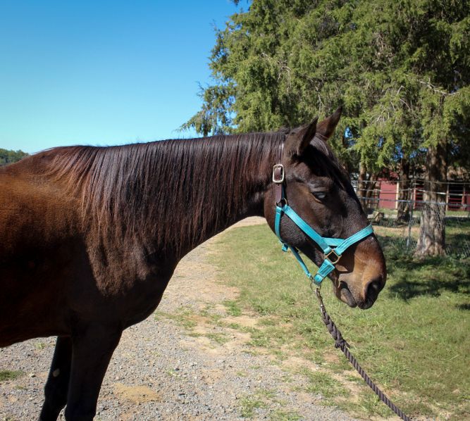 Horse for adoption - Dakota - Blind Companion Only, a Thoroughbred in