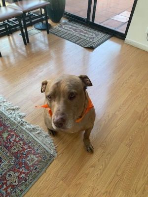 Hello-my name is Max and I am a healthy Pit BullLab mix After getting off to a