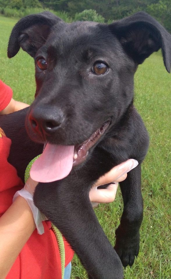 Dog For Adoption Tulip A Labrador Retriever German Shepherd Dog Mix In Canton Ct Petfinder