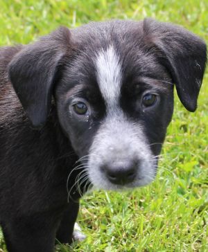 Dogs For Adoption Near Iowa City Ia Petfinder