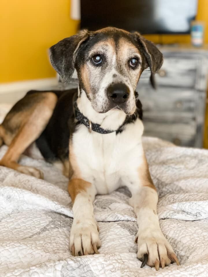 Dog For Adoption Clyde A Beagle Boxer Mix In Scottsdale Az Petfinder