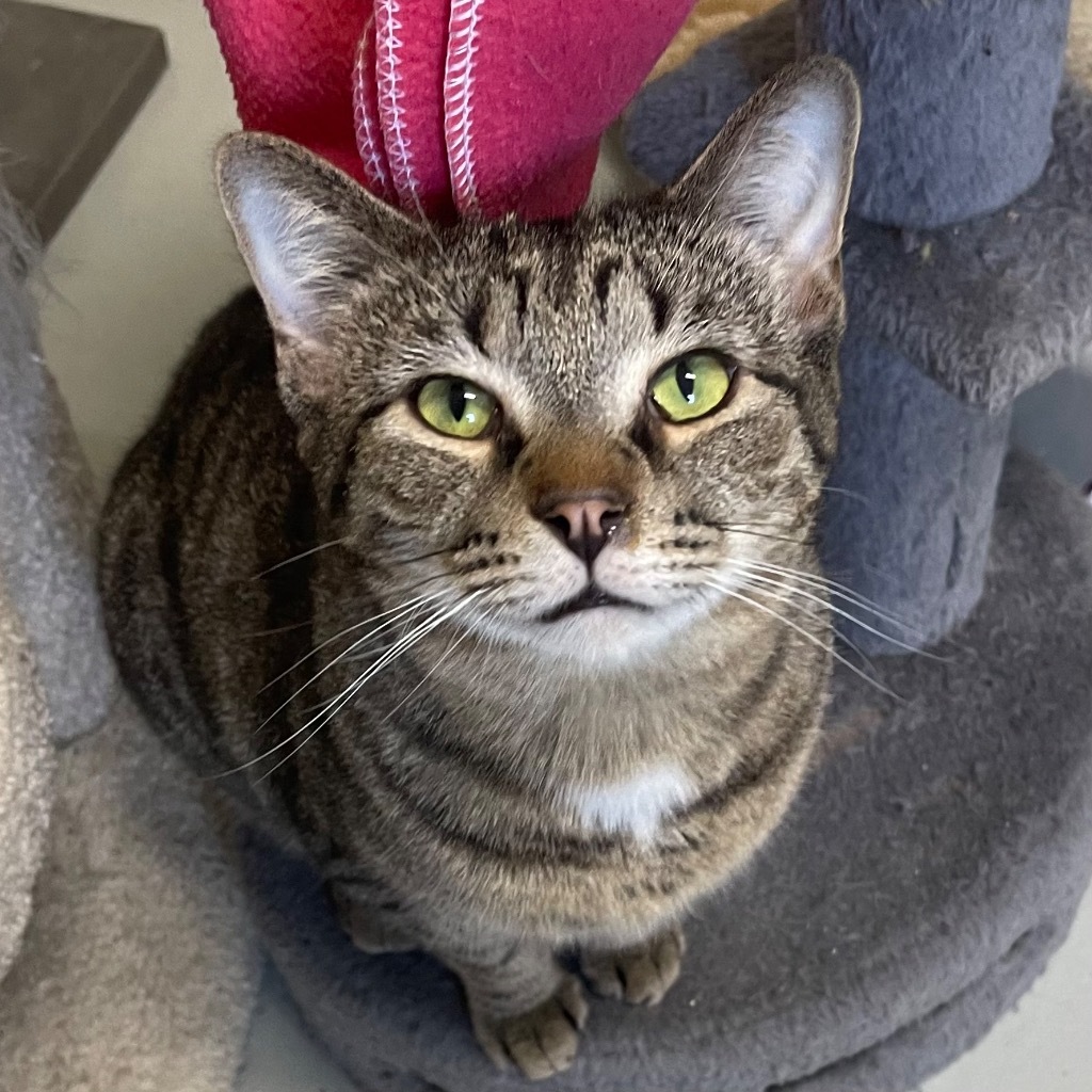 LITTLE NUGGET, an adoptable Domestic Short Hair in Battle Creek, MI, 49017 | Photo Image 1