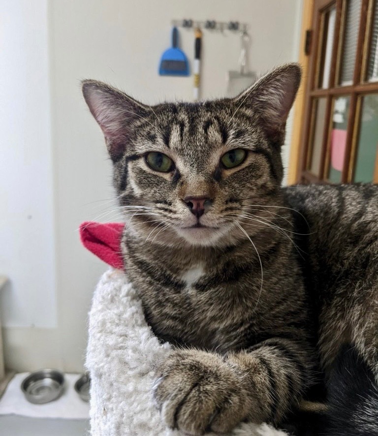 LITTLE NUGGET, an adoptable Domestic Short Hair in Battle Creek, MI, 49017 | Photo Image 2