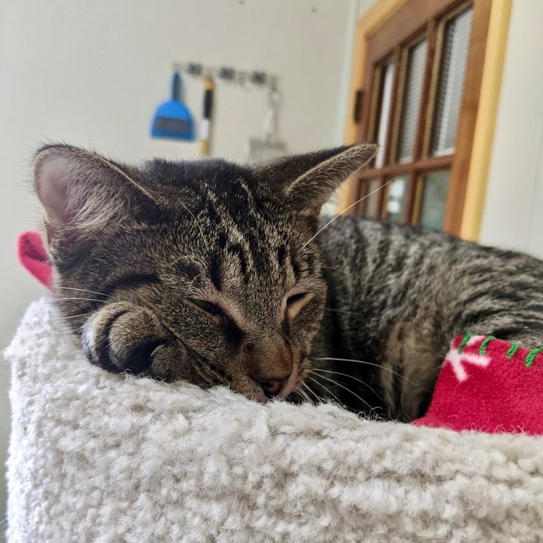 LITTLE NUGGET, an adoptable Domestic Short Hair in Battle Creek, MI, 49017 | Photo Image 3