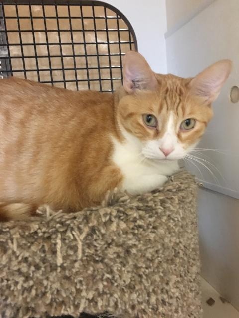 Larry, an adoptable Domestic Short Hair in St. Louis, MO, 63119 | Photo Image 1