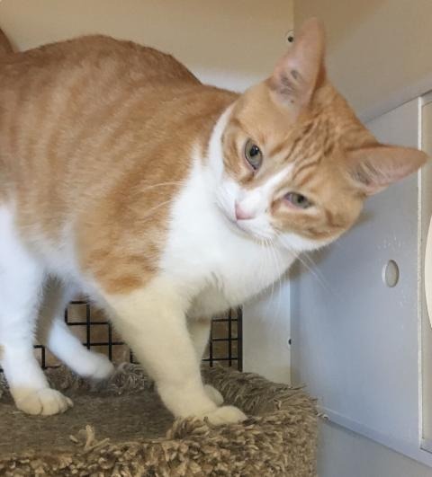 Larry, an adoptable Domestic Short Hair in St. Louis, MO, 63119 | Photo Image 2