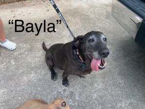 Bayla