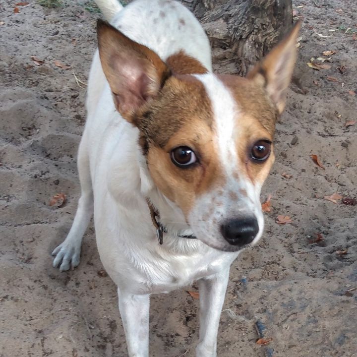 Dog For Adoption Buzzey A Jack Russell Terrier Chihuahua Mix In Tavares Fl Petfinder