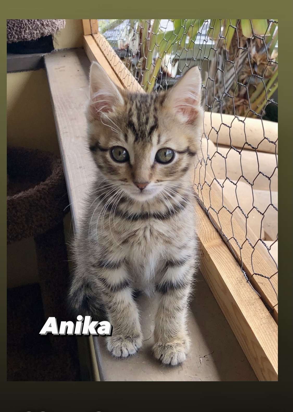 Anika detail page