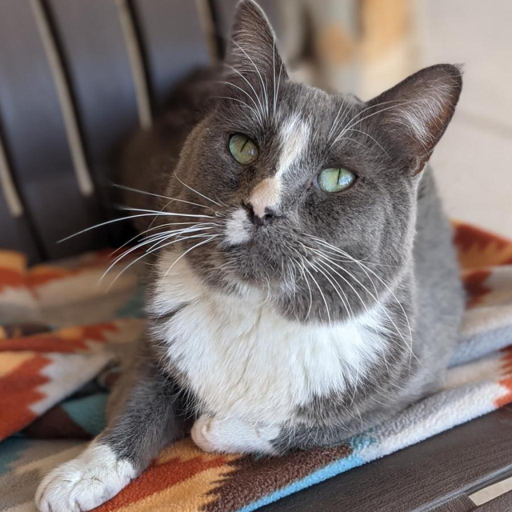 Nicky, an adoptable Domestic Short Hair in Kanab, UT, 84741 | Photo Image 1