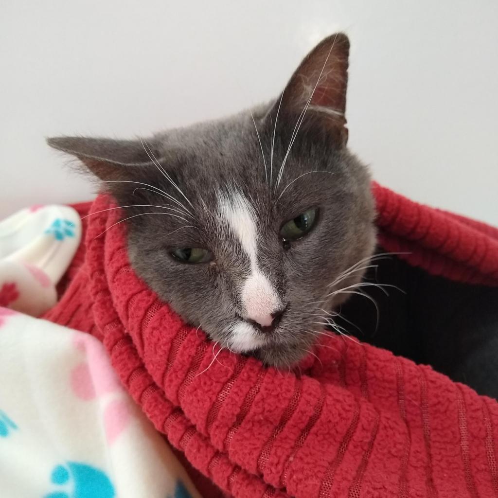 Nicky, an adoptable Domestic Short Hair in Kanab, UT, 84741 | Photo Image 5