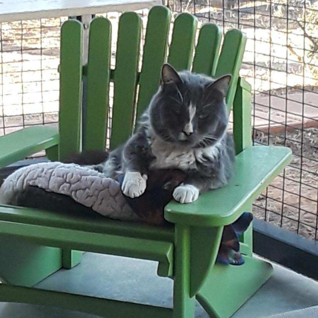 Nicky, an adoptable Domestic Short Hair in Kanab, UT, 84741 | Photo Image 6